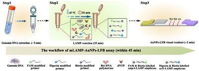 Visual and rapid identification of Chlamydia trachomatis and Neisseria gonorrhoeae using multiplex loop-mediated isothermal amplification and a gold nanoparticle-based lateral flow biosensor